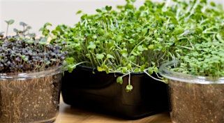 Growing Microgreens