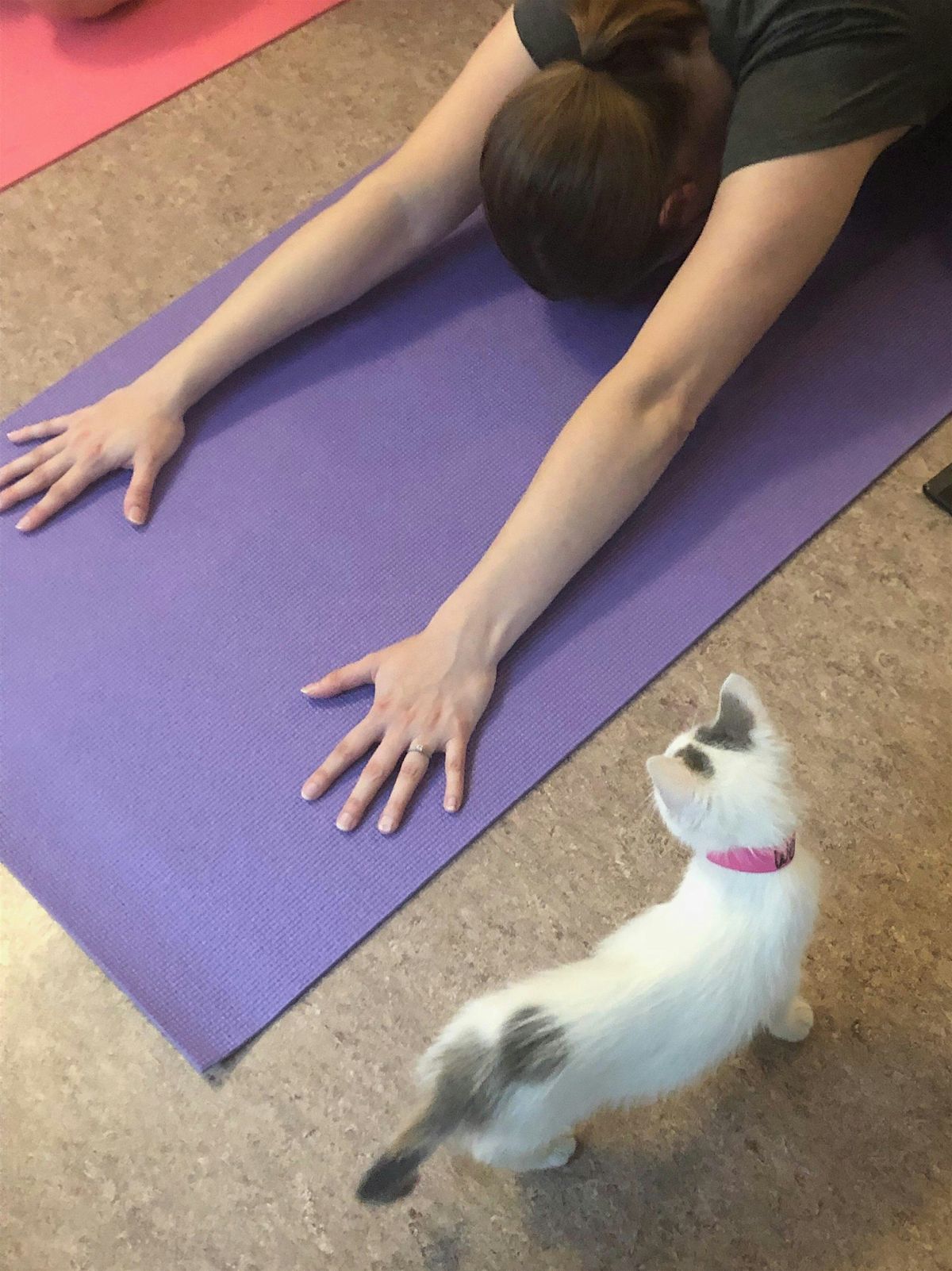 Yoga +Kittens at APA, 21 May | Event in Brentwood | AllEvents
