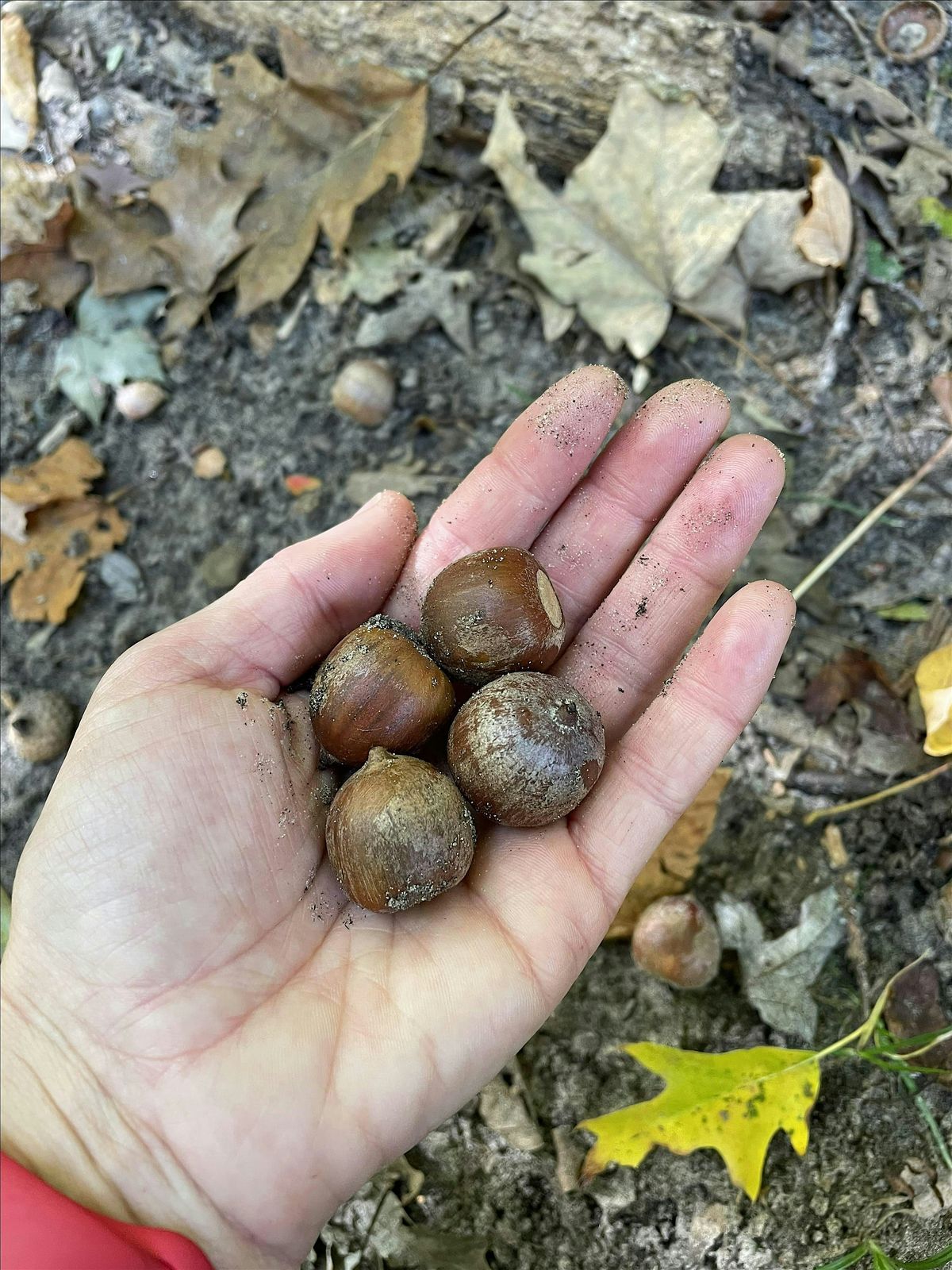 Wild Edible Plants of the Midwest | Event in Naperville | AllEvents