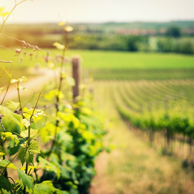 Visita una bodega de cava + maridaje de quesos o degustación del mar | Event in Bellvehi | AllEvents