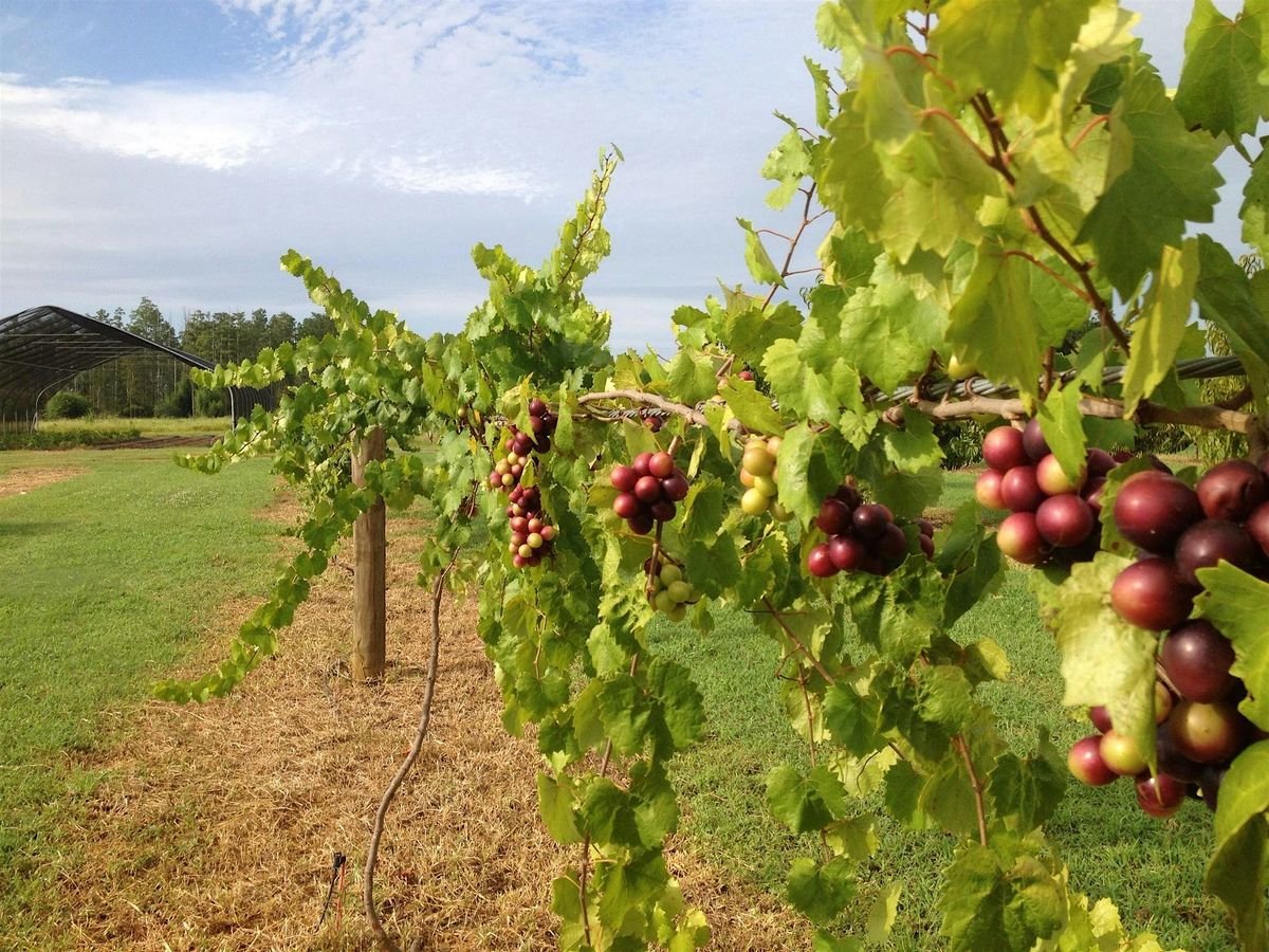 9-13-2025  Basics of Backyard Fruit Growing, 13 September | Event in Zephyrhills | AllEvents