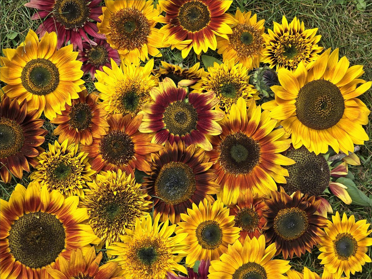 Sunflower Daze, 20 August | Event in Franklin | AllEvents