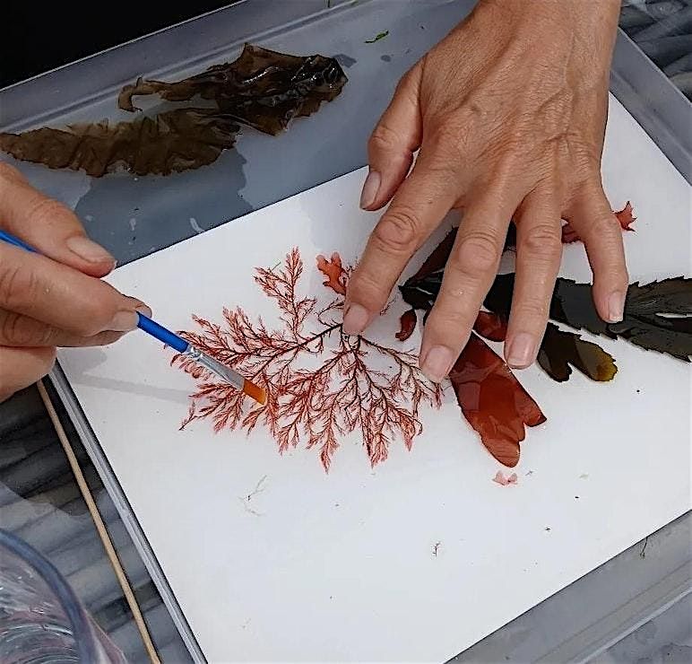Seaweed Pressing Workshop (4hr), Broadstairs, 28 June | Event in Broadstairs | AllEvents