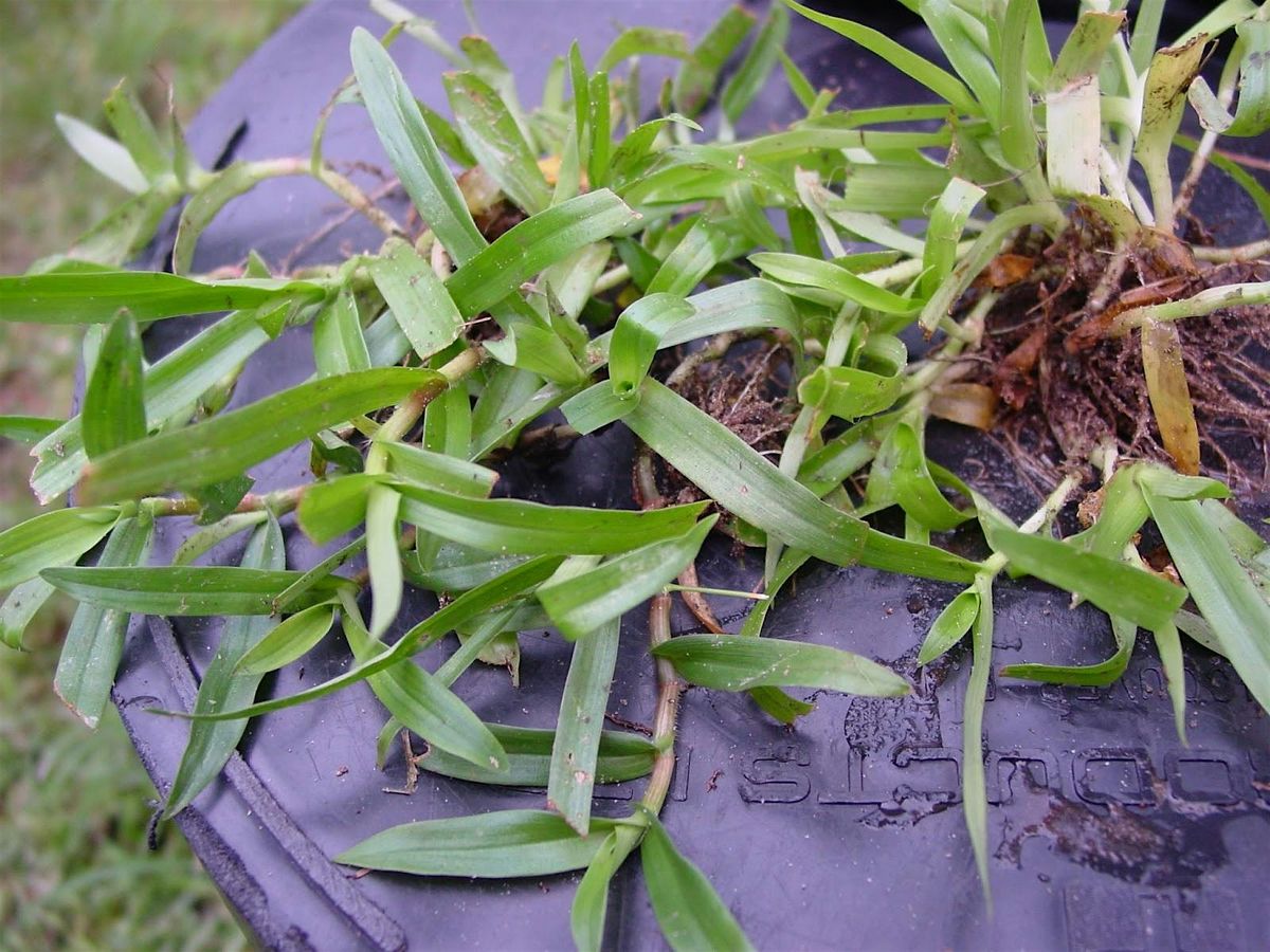 1-7-2026  W**d control in the lawn and landscape, 7 January | Event in Land O' Lakes | AllEvents