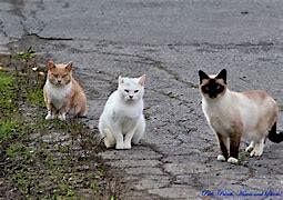 Top Notched Community Cats Fundraiser- M**der Mystery Dinner, 10 August | Event in Peoria | AllEvents