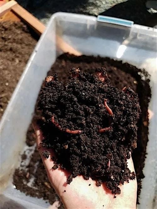 MASTERCLASS IN SUSTAINABLE WORM FARMING, 3 July | Event in Cincinnati | AllEvents