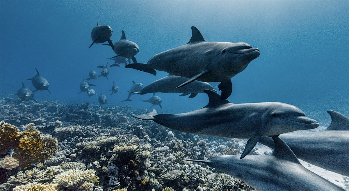 Ocean by David Attenborough Screening (+ Ocean Pavilion Marketplace 5-7 pm), 11 September | Event in Bainbridge Island