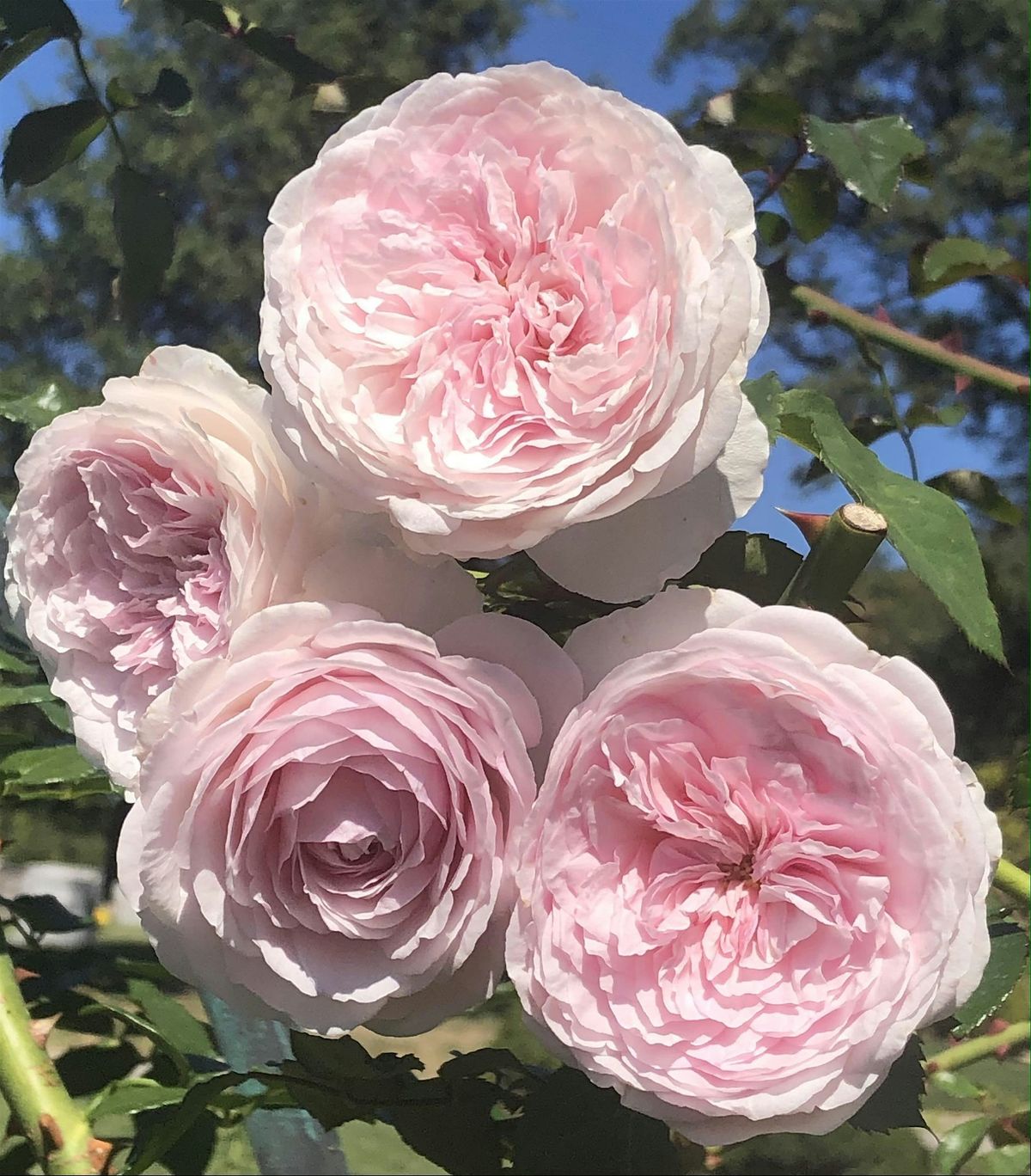 Rose Bush Auction & Rooting Workshop, 12 October | Event in Fairfax | AllEvents