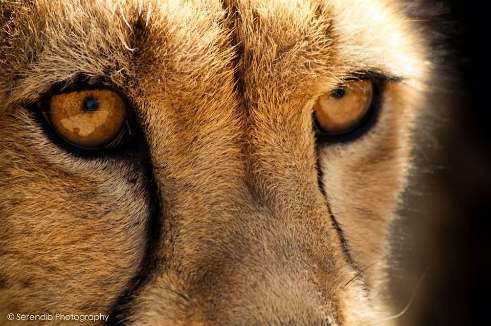 Cheetah Outreach Trust USA Fundraiser, 17 May | Event in Fallbrook | AllEvents