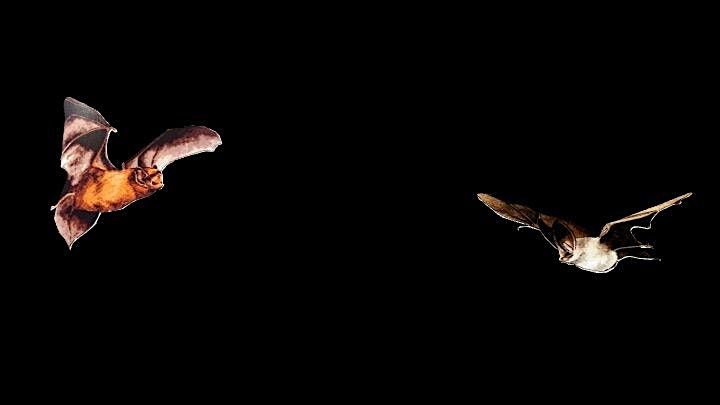Guided Bat Walk, 21 August | Event in Leeds | AllEvents