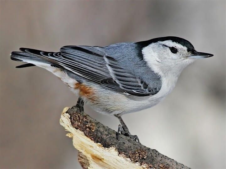 Caching Cousins: Chickadees, Titmice, and Nuthatches, 30 September | Event in Yorktown | AllEvents