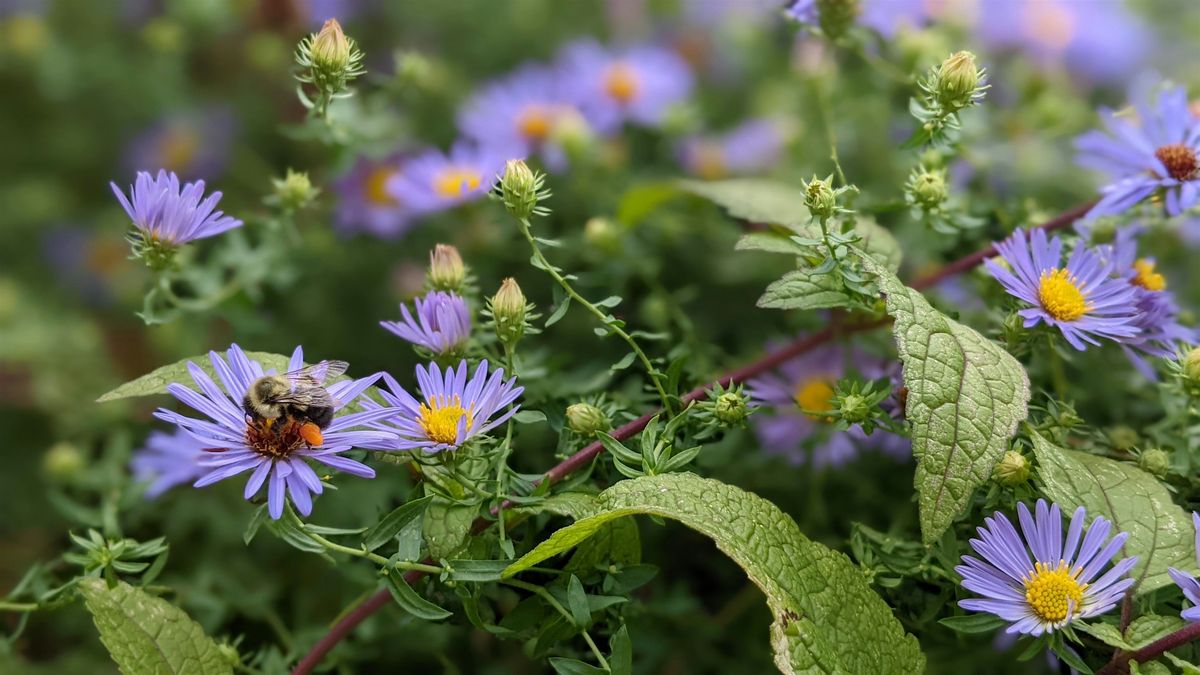 Habitat Advocate: Building Biodiversity in Our Community | Event in Lancaster | AllEvents