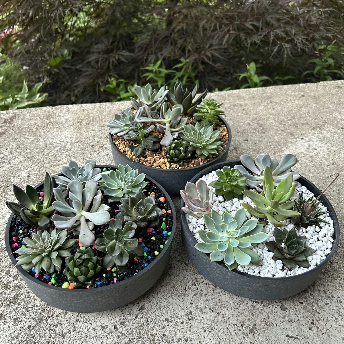 Summer Succulent Bowls, 30 May | Event in Middletown | AllEvents