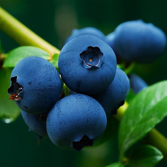 Wellness Day at Mini Acres Farm, 12 July | Event in Raleigh | AllEvents