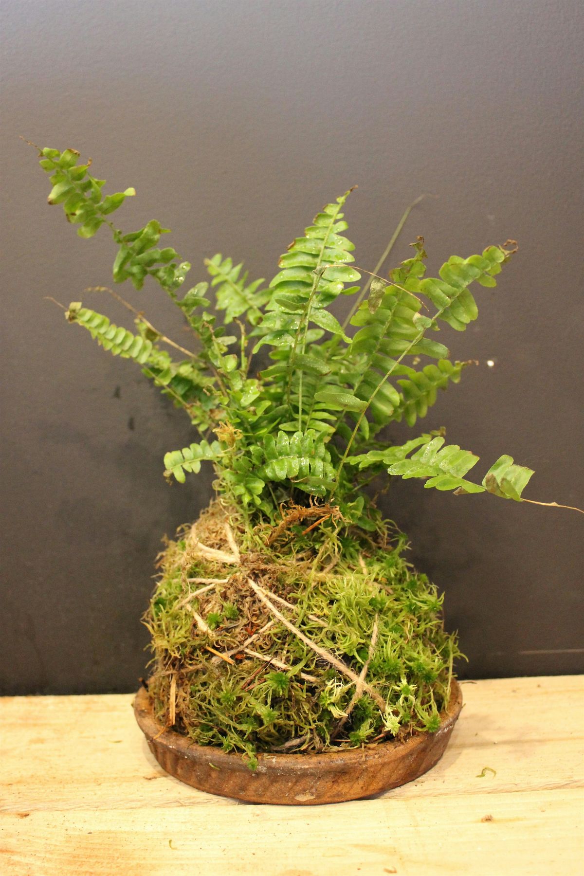 Kokedama workshop - the art of mossballs, 31 January | Event in Brighton and Hove | AllEvents
