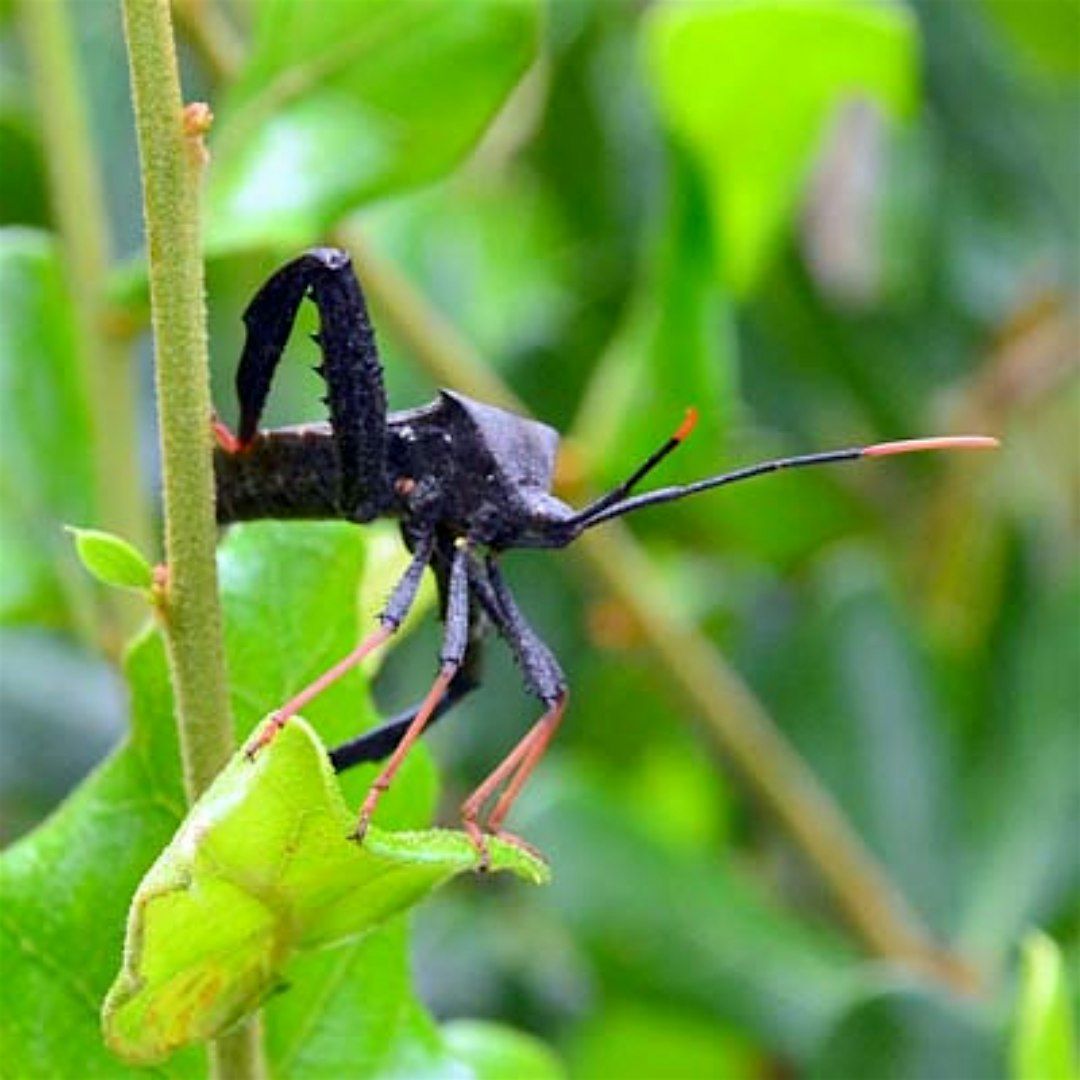 Let's Get Buggy! Intro to invertebrate identification, 5 October | Event in Deltona | AllEvents