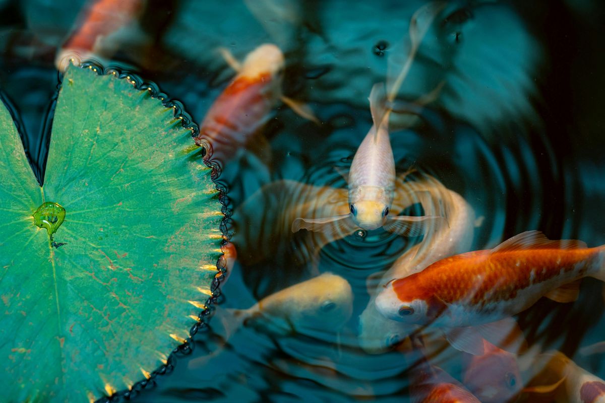 Mini Resin Koi Pond, 16 May | Event in Austin | AllEvents