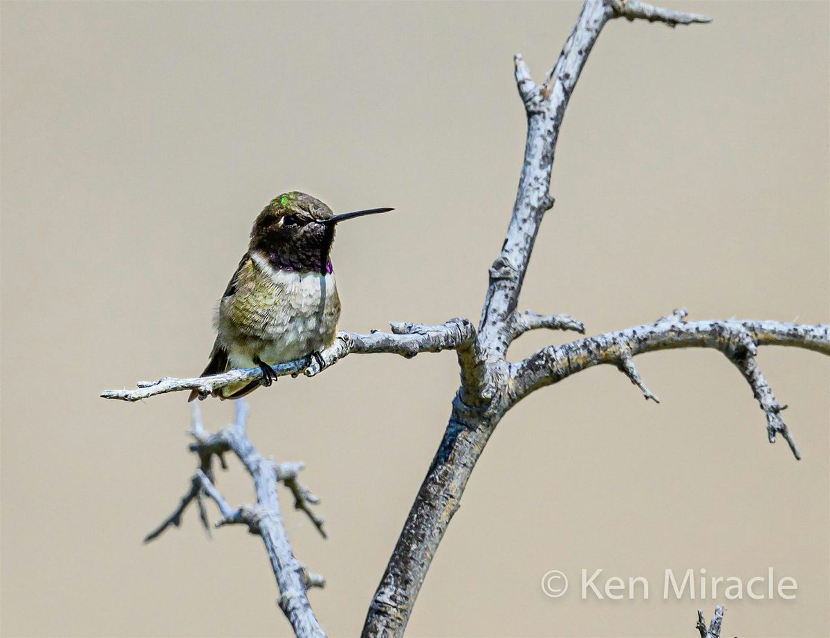 Birding at Avimor Spring Creek Tail, 18 July | Event in Garden City | AllEvents