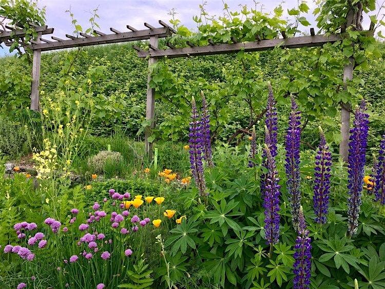 Beacon Food Forest Foraging Fun Tours # 2, 2 August | Event in Seattle | AllEvents