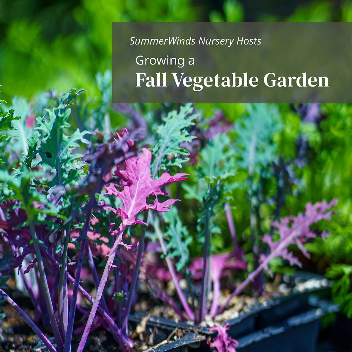 Growing a Fall Vegetable Garden - Palo Alto, 30 August | Event in Palo Alto | AllEvents