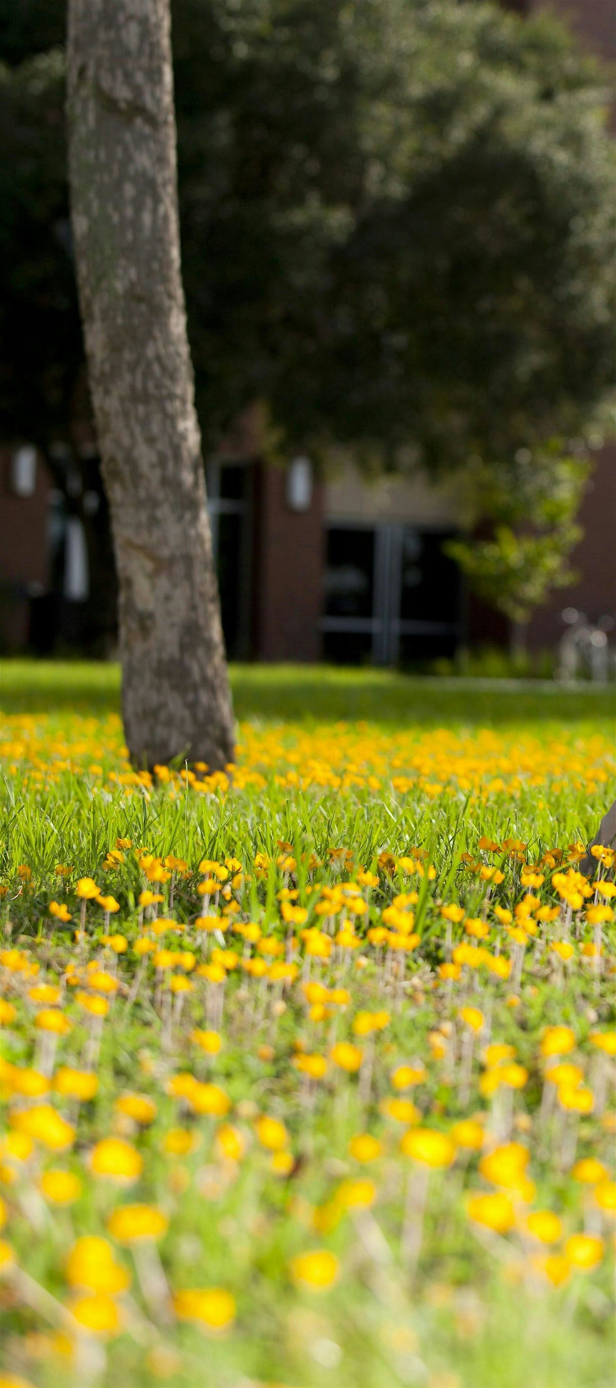 Utilizing Ornamental Perennial Peanut for Ground Cover, 20 May | Event in Quincy | AllEvents