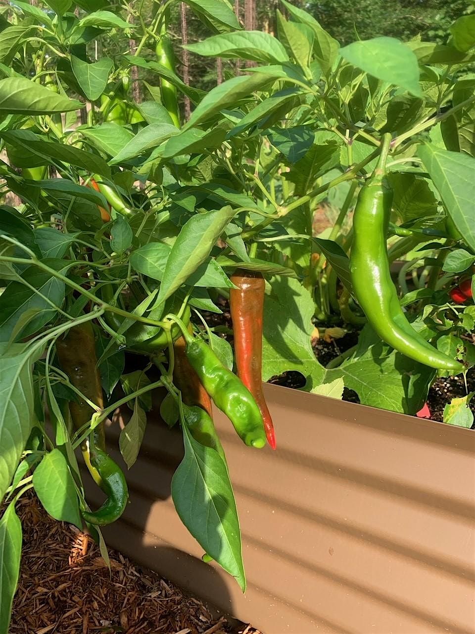 Salsa: Fresh from the Garden, 27 June | Event in Cantonment | AllEvents
