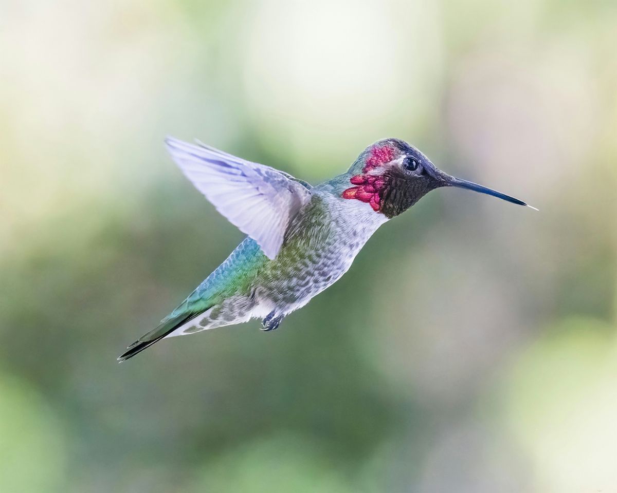 Camera Settings Best Camera For Birds In Flight 2020 Nikon Z6ii