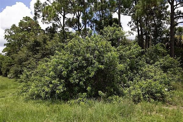 Invasive Removal Field Day, 25 October | Event in Seminole | AllEvents