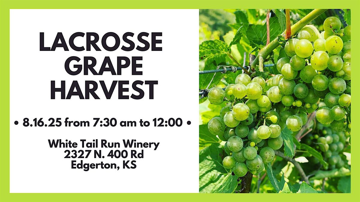 LaCrosse Grape Harvest at White Tail Run Winery, 16 August | Event in Edgerton | AllEvents