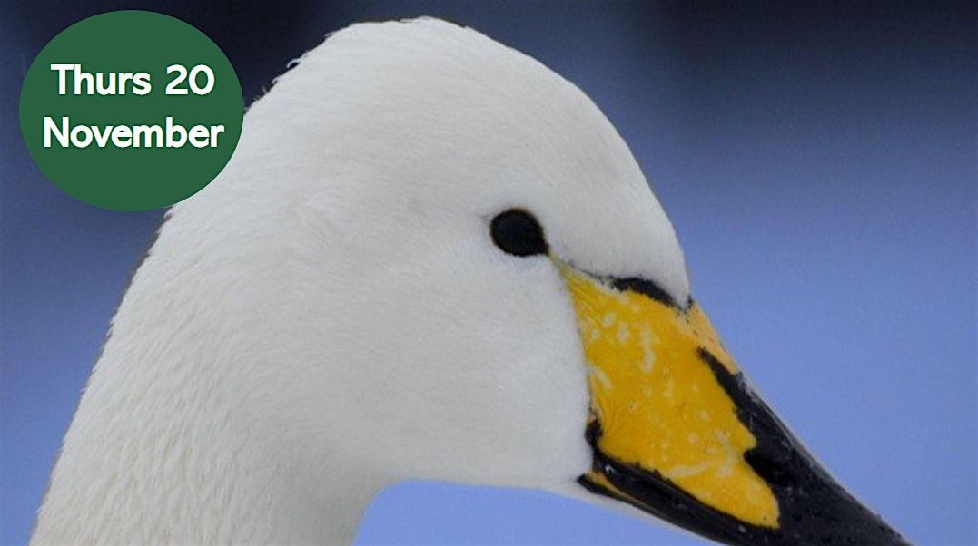 Winter Bird Walk: Search for the Whooper Swan | Event in Newcastle upon Tyne | AllEvents