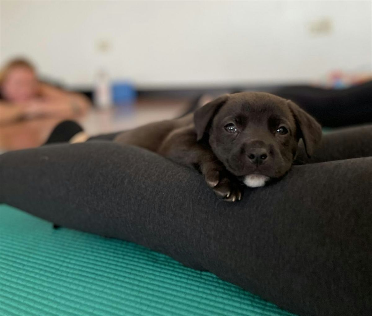 Copy of Rescue Puppy Yoga @ 24hr Fitness Lakewood, 17 May | Event in Lakewood | AllEvents