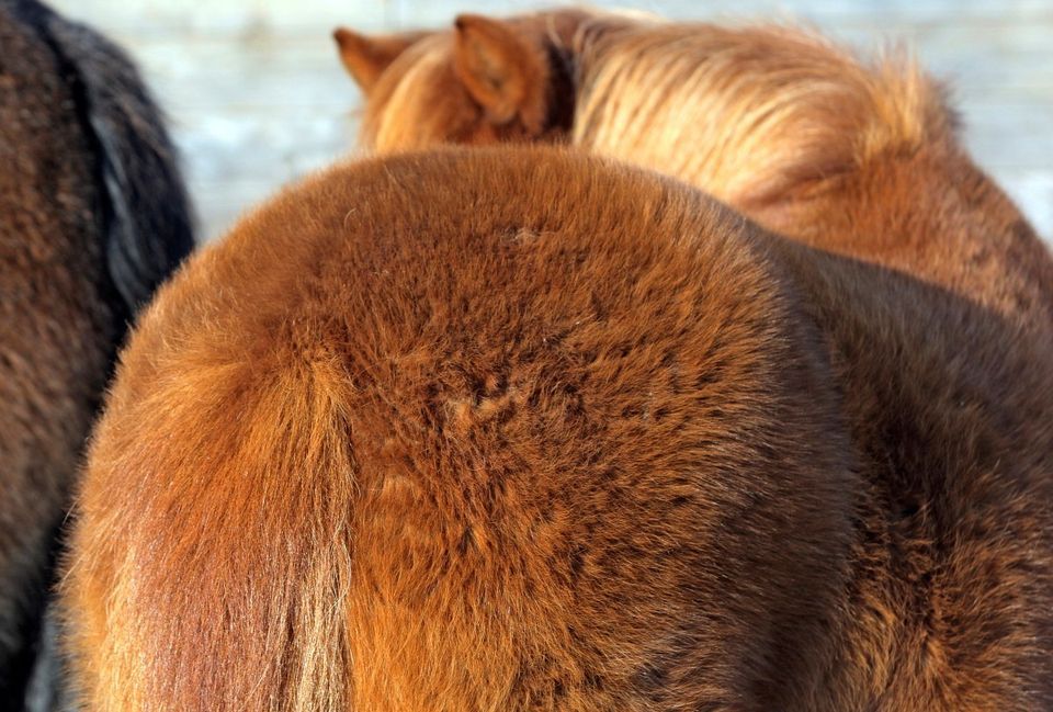 Hairy Horse Golden Spike Event Center Ogden May 13 2023 AllEvents in hairy-horse-golden-spike-event-center-ogden-may-13-2023-allevents-in