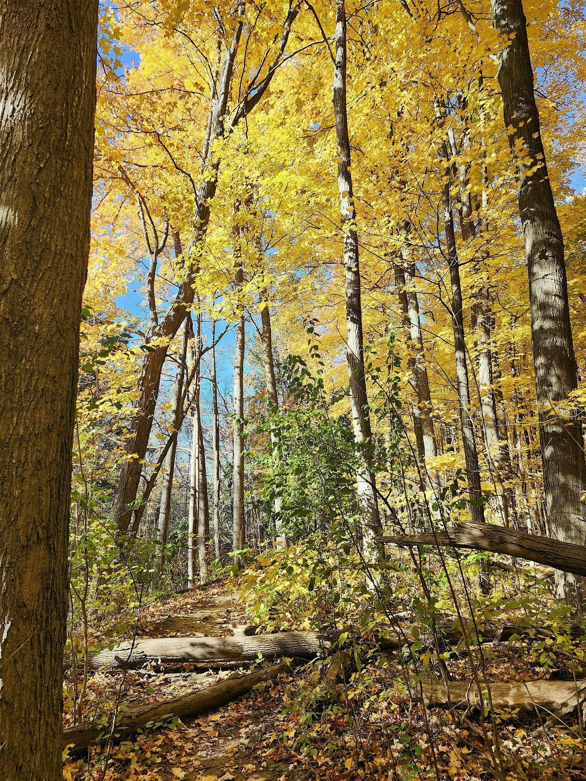 Walking With Gratitude - Nature Connection Walk, 11 October | Event in Brampton | AllEvents