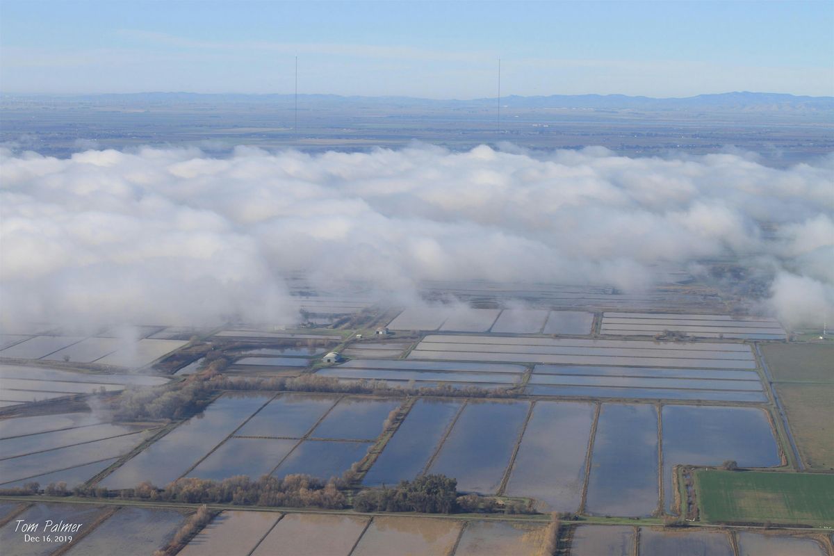 CRP Speaker Series - Rice and Wetland Conversion Project on Staten Island, 15 August | Event in Galt | AllEvents