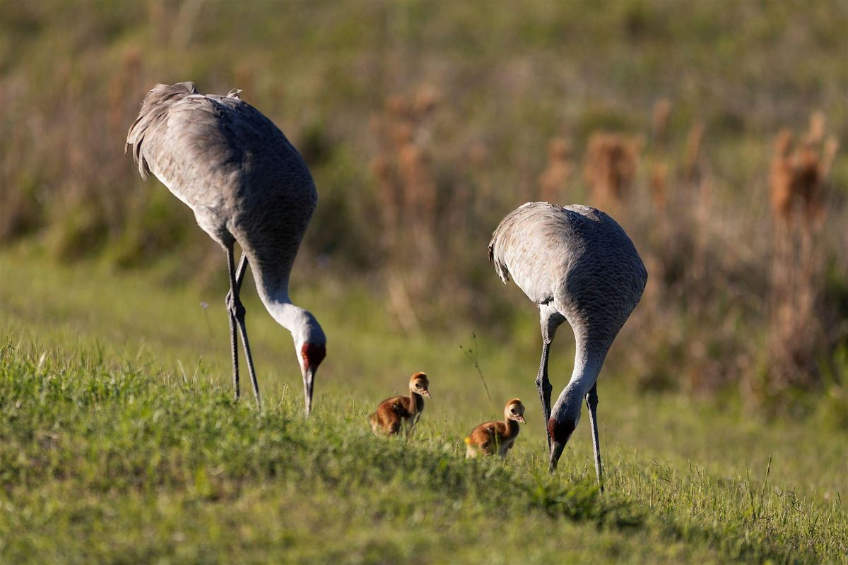 07-24-2025 Attract Wildlife the Florida-Friendly Way, 24 July | Event in Wesley Chapel | AllEvents