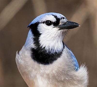 Nature Photography Series: Bird ID and Photography, 17 May | Event in Bentonville | AllEvents