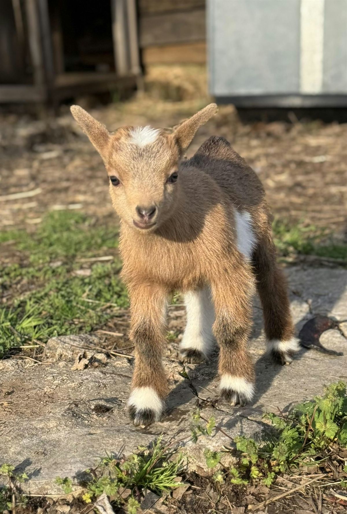 Goat Yoga Nashville- Jubilant June, 21 June | Event in Nolensville | AllEvents