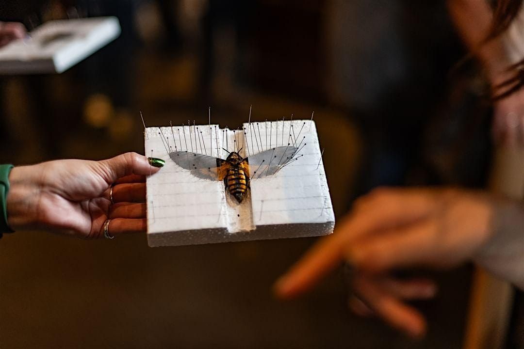 Beginners Bug Pinning Workshop, 13 June | Event in San Mateo | AllEvents