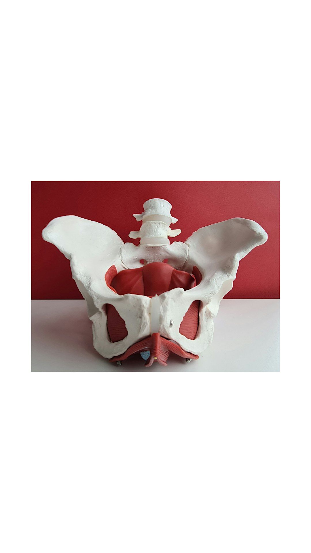 Pelvic Floor Workshop, 16 June | Event in Worcester | AllEvents