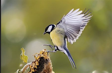 Henry’s Limeridge: Birding 101, 19 October | Event in Hamilton | AllEvents