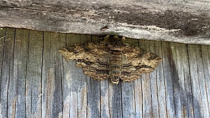 Identifying Local Moths and Their Host Plants, 31 July | Event in Lowhill Township | AllEvents