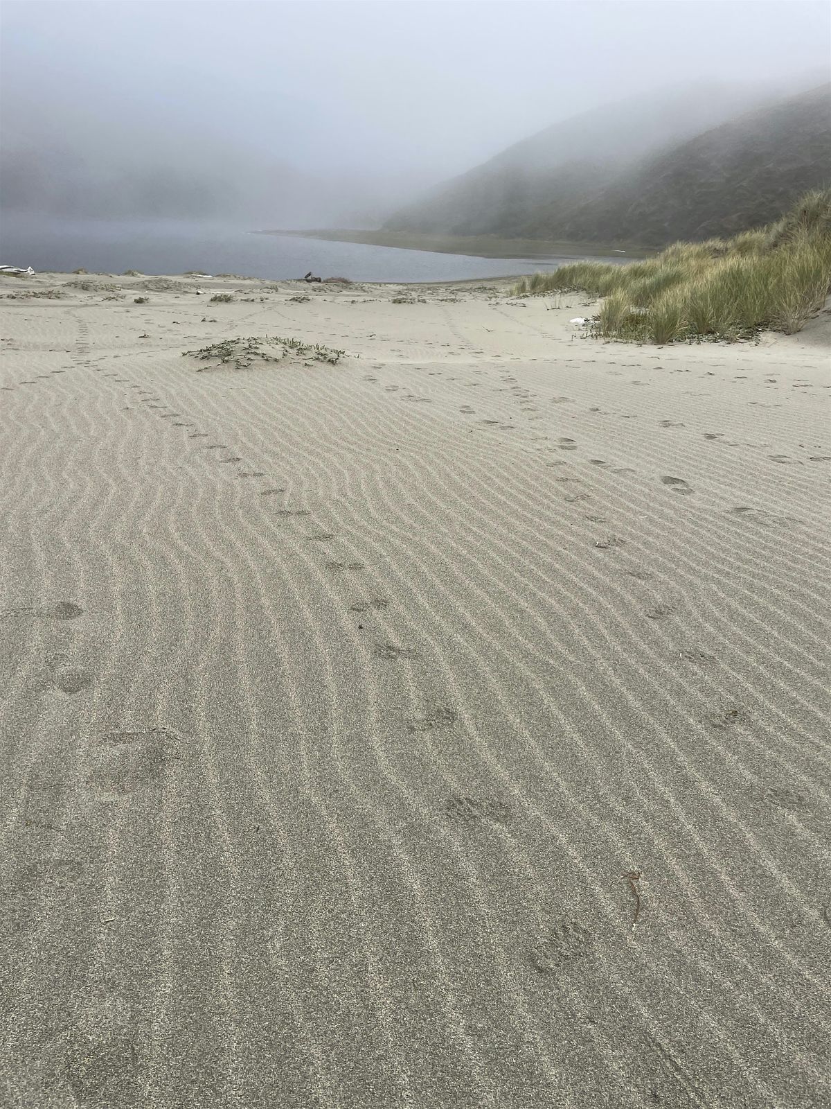 Beginner Tracking and Naturalist Hike at Estero Americano Preserve, 15 November | Event in Bodega Bay | AllEvents