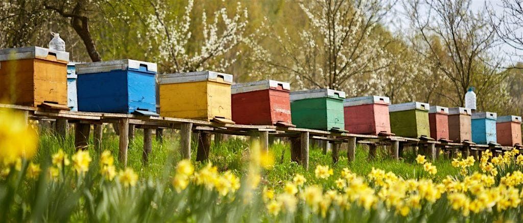Beekeeping for Beginners, 20 September | Event in Orlando | AllEvents