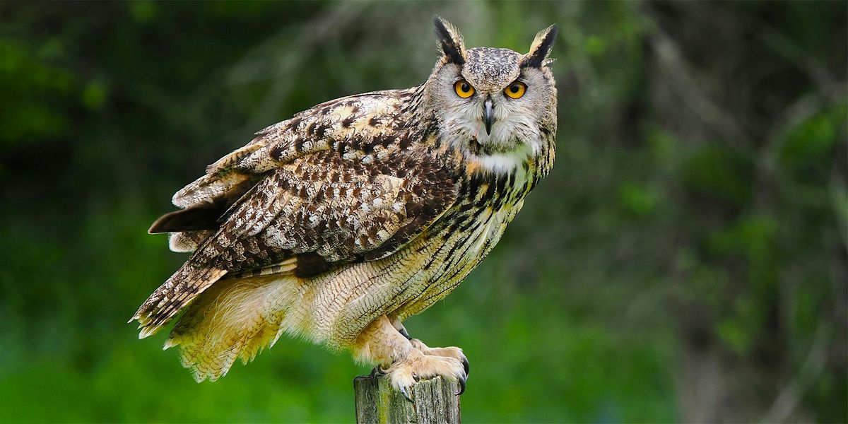 Falcon Photography - In the Field with The Falconer / Sunday, Oct. 12th, 12 October | AllEvents