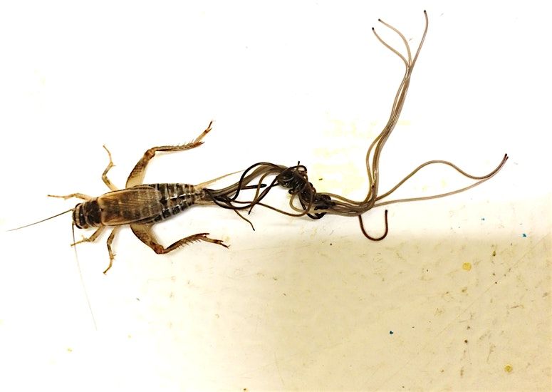 The Splendid and the Vile: Parasites and Their Hosts, 3 September | Event in Estero | AllEvents