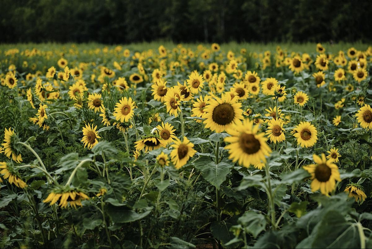Bloom & Breathe: SIS Gathering at Marian’s Place, 23 August | Event in St. Louis | AllEvents