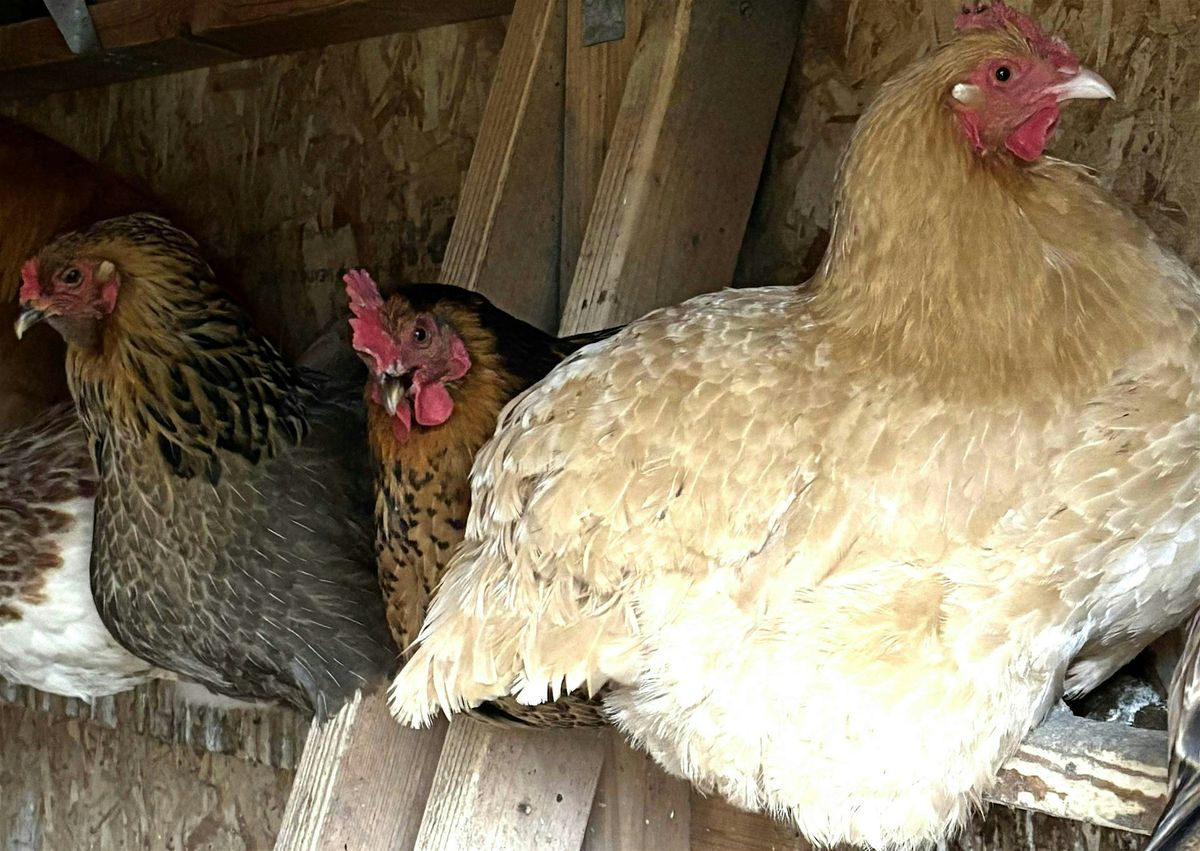 Poultry Workshop: Small Flock Management, 24 June | Event in Hudson | AllEvents
