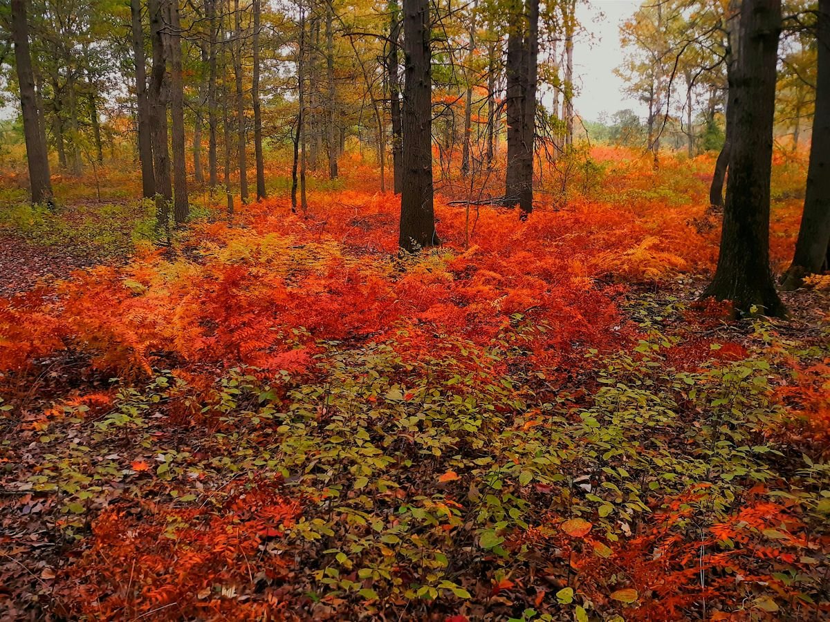 Fall Birding at Kitty Todd Nature Preserve, 27 September | Event in Swanton | AllEvents