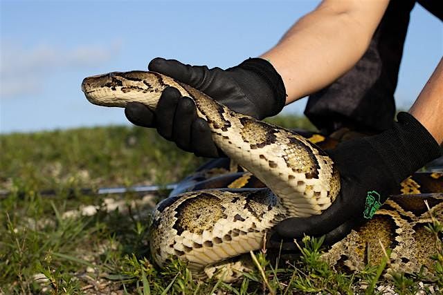 Florida Python Challenge™- In-Person Safe Capture Training, 11 July | Event in Fort Lauderdale | AllEvents