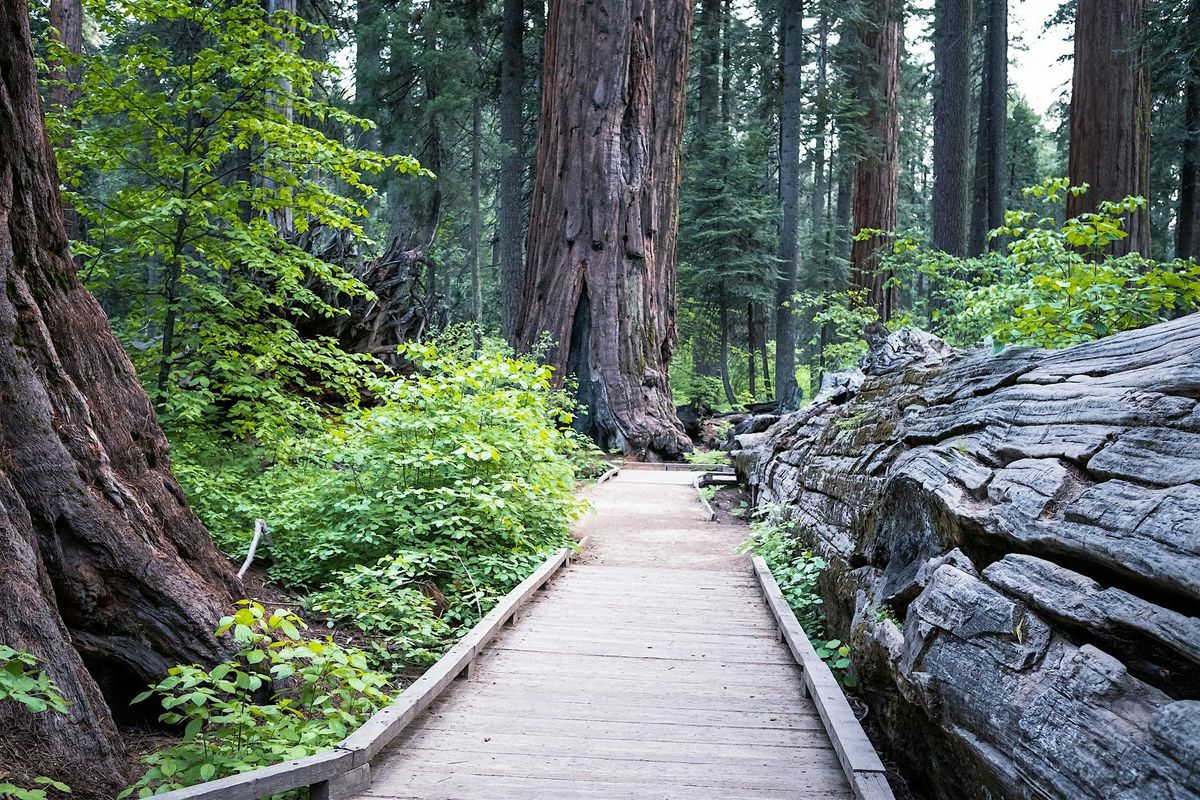 Calaveras Big Trees State Park Field Trip, 25 May | Event in Arnold | AllEvents